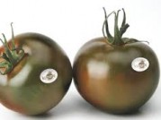 TOMATE KUMATO